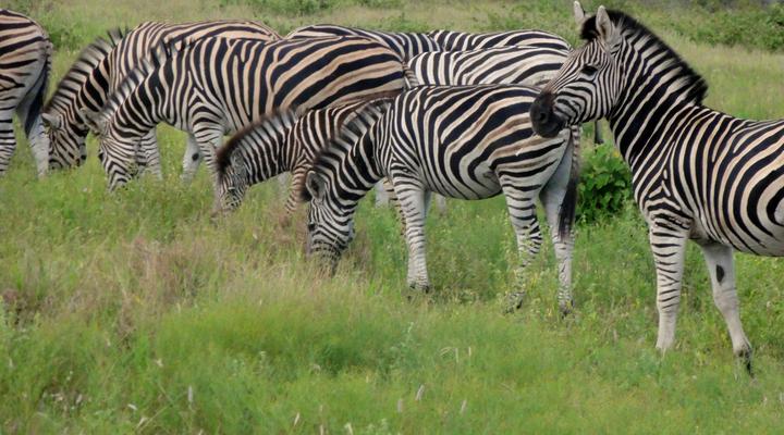 2 Night Classic Kruger Safari Package