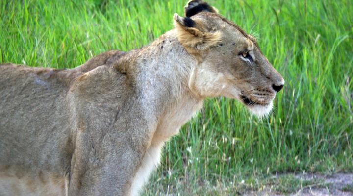 2 Night Classic Kruger Safari Package