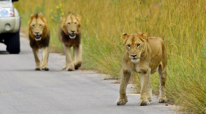 2 Night Kruger Adventurer Getaway Package