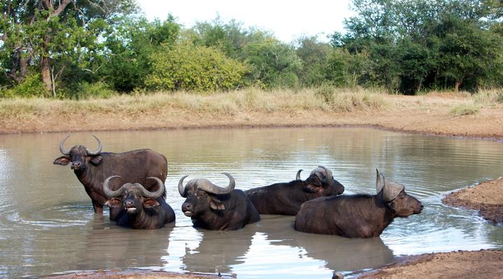 2 Night Classic Self-Drive Safari Package