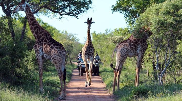 2 Night Classic Self-Drive Safari Package