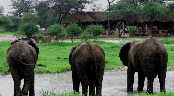 Elephant Sands Lodge