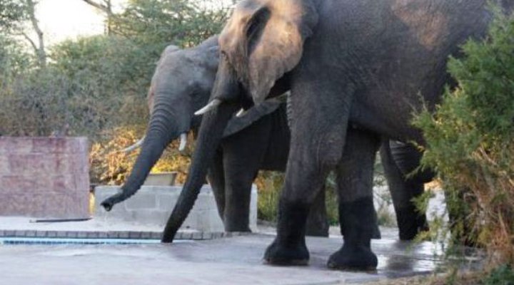 Elephant Sands Lodge
