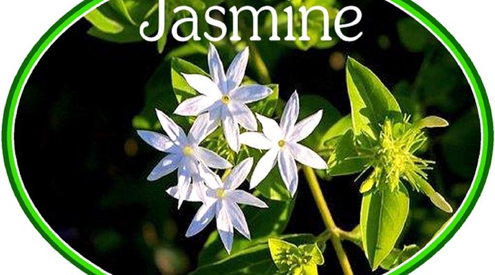 Jasmine Cottage