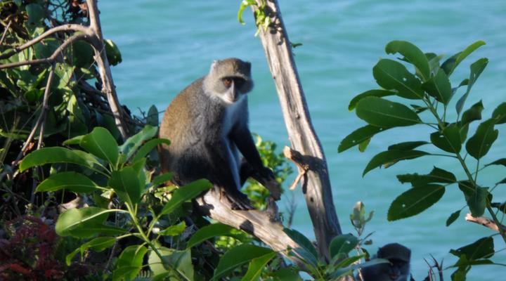 Ras Michamvi Beach Resort