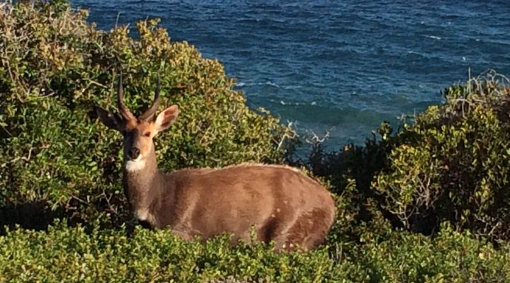 387 Bushbuck