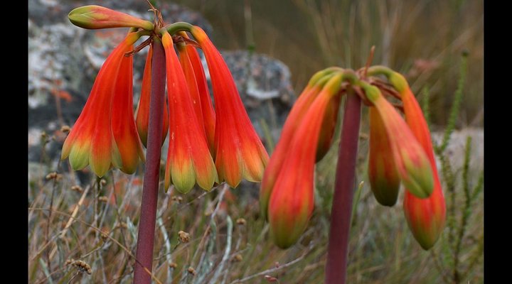 Baviaanskloof Lodge – Country House