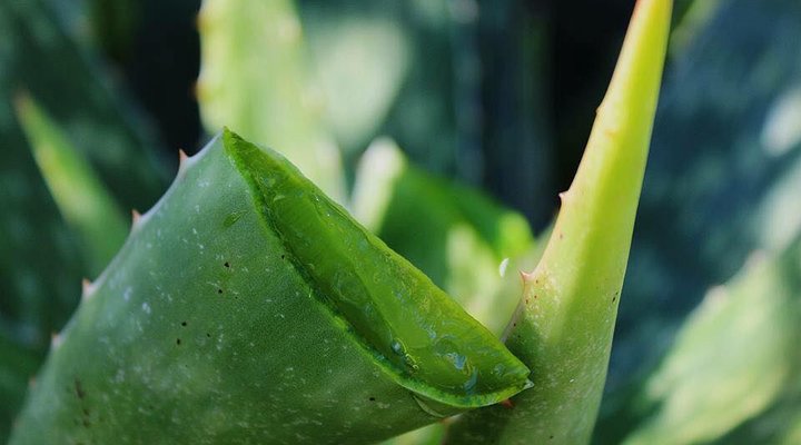 Baviaanskloof Lodge – Country House