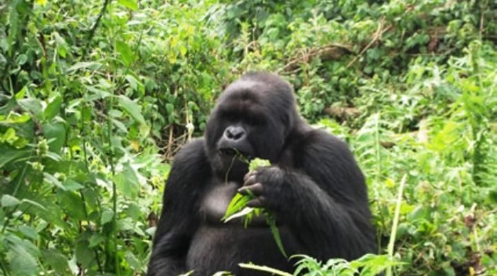 Gorilla Safari Lodge