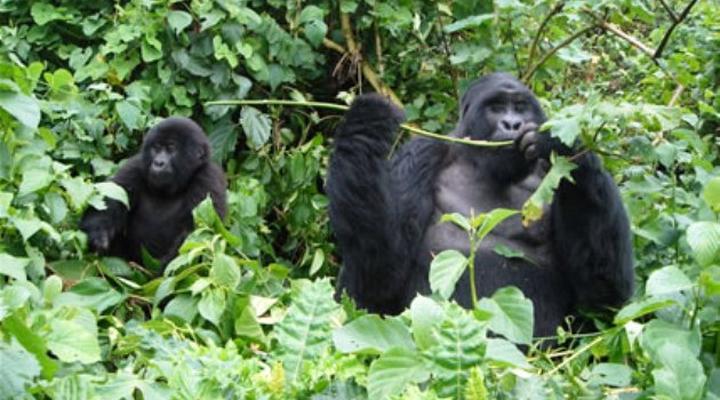 Gorilla Safari Lodge