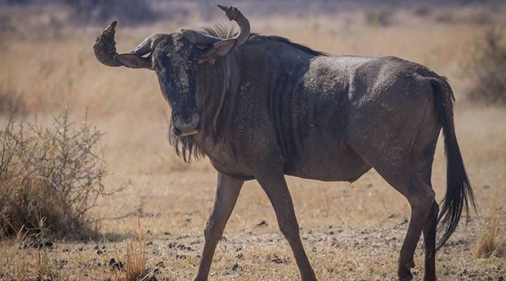 Ritsako Game Lodge