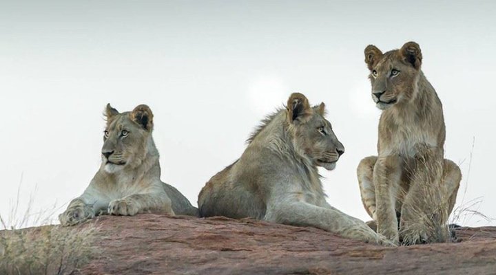 Ritsako Game Lodge