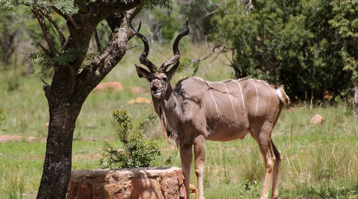 Thaba Tala Game Farm