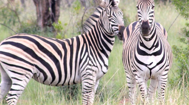 Thaba Tala Game Farm