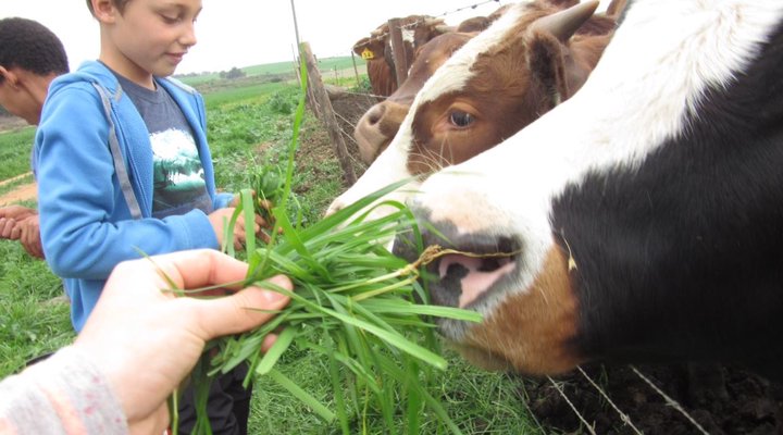 Blou Porselein Guest Farm
