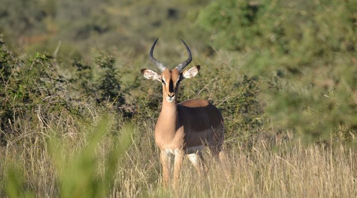 Camp Porosa@ Ankawini Safari Ranch