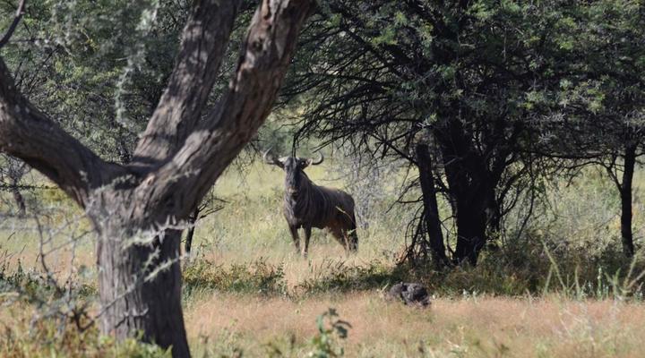 Camp Porosa@ Ankawini Safari Ranch