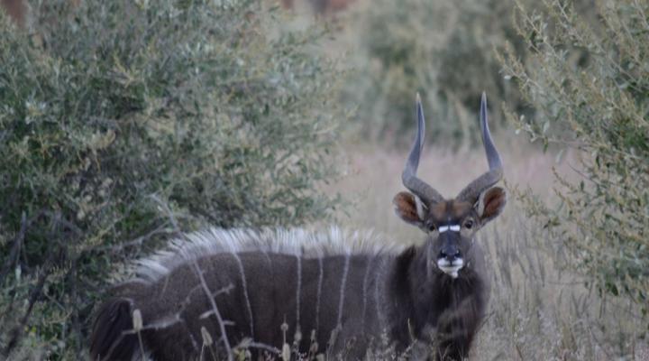 Camp Porosa@ Ankawini Safari Ranch