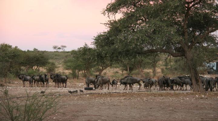 Camp Porosa@ Ankawini Safari Ranch