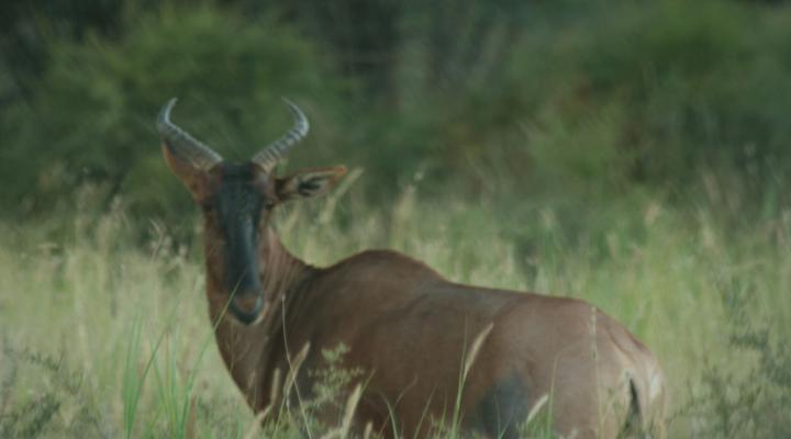 Camp Porosa@ Ankawini Safari Ranch