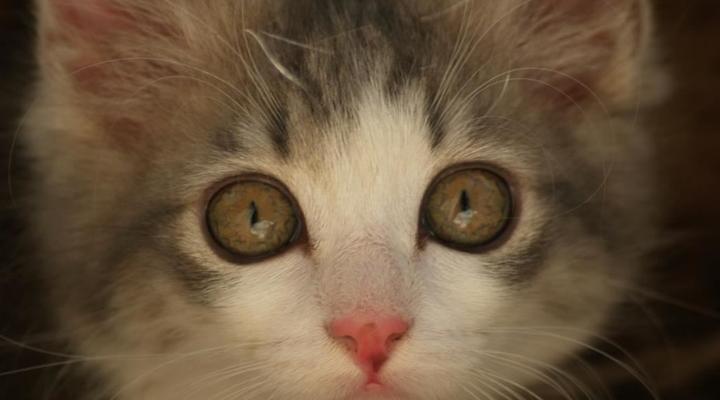 Room @ Irissa Sanctuary