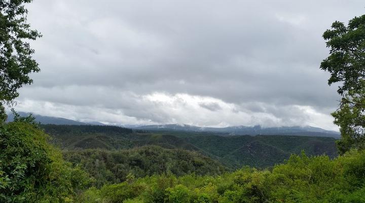 Lazy Leopard Forest Retreat