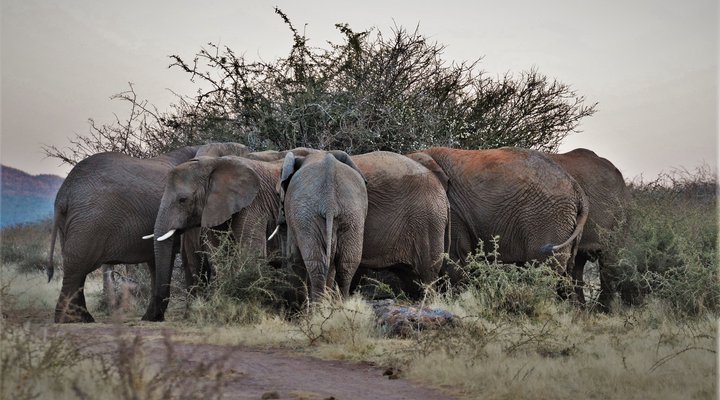Okambara Elephant Lodge