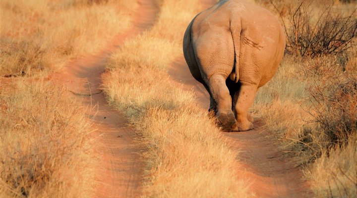 Okambara Elephant Lodge