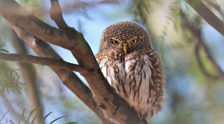Okambara Elephant Lodge