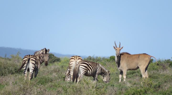 Longhill Private Reserve