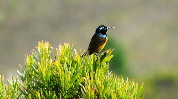 Panorama Guest House