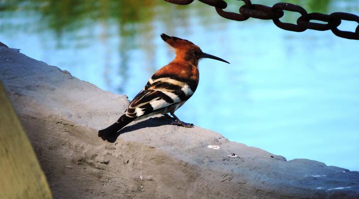 Panorama Guest House