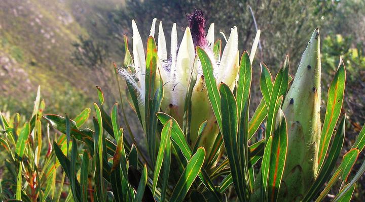 Panorama Guest House