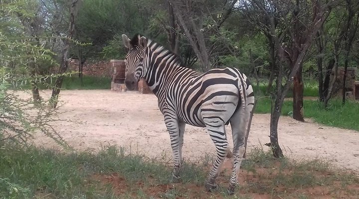 Rinkhalskop Safari Lodge
