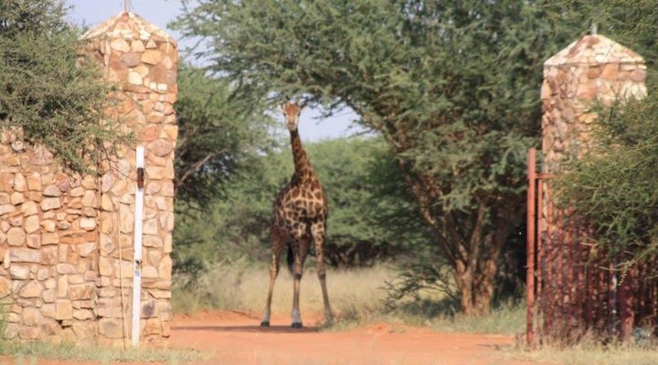 Rinkhalskop Safari Lodge
