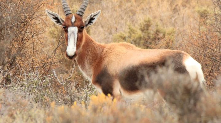 Bontebok Cottage