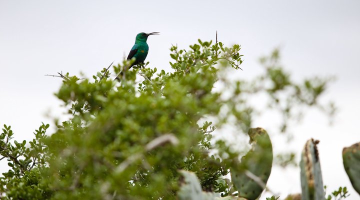 Gelukshoop Guest Farm