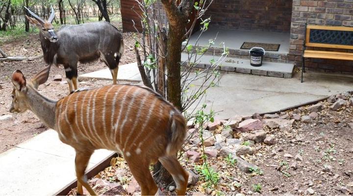Paulandi - Leeupoort