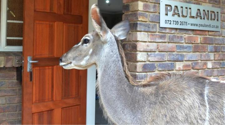 Paulandi - Leeupoort