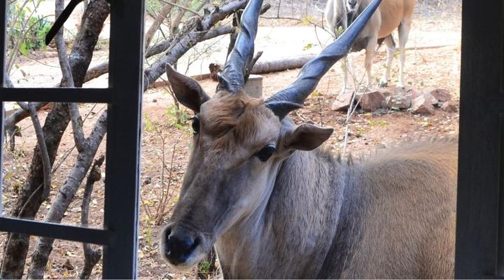 Paulandi - Leeupoort