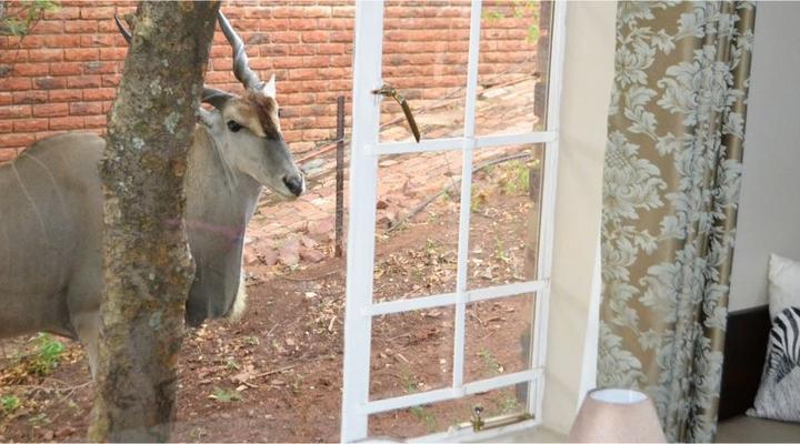 Paulandi - Leeupoort