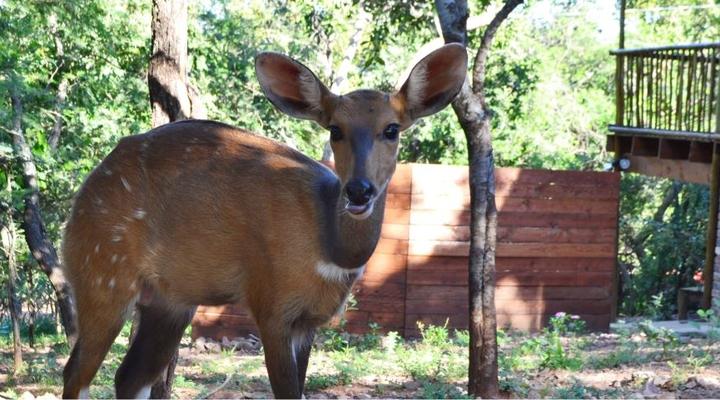 Paulandi - Leeupoort