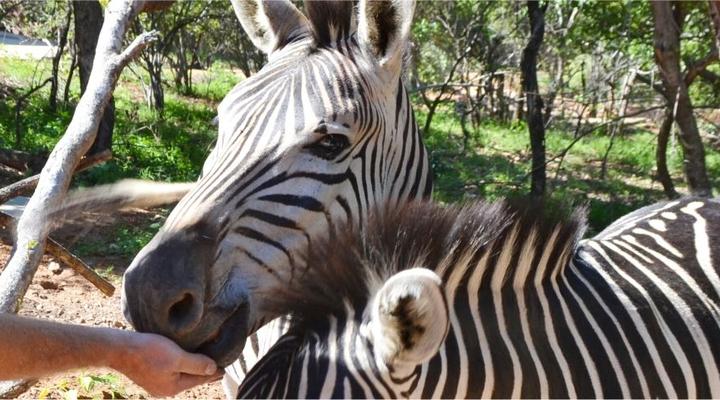 Paulandi - Leeupoort