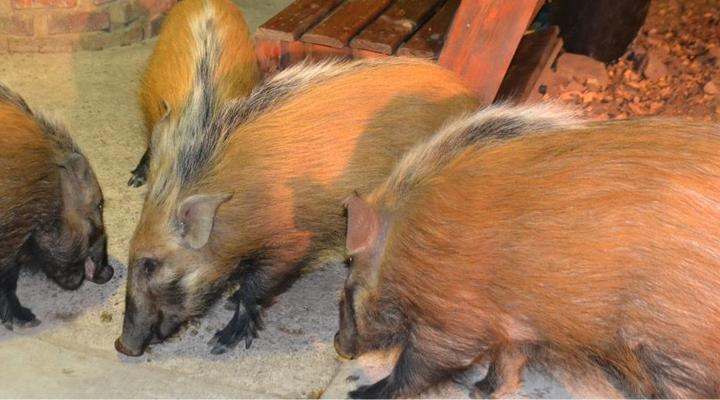 Paulandi - Leeupoort