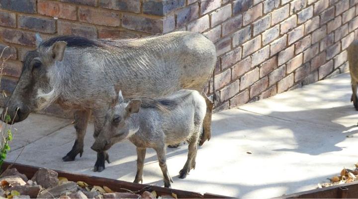 Paulandi - Leeupoort