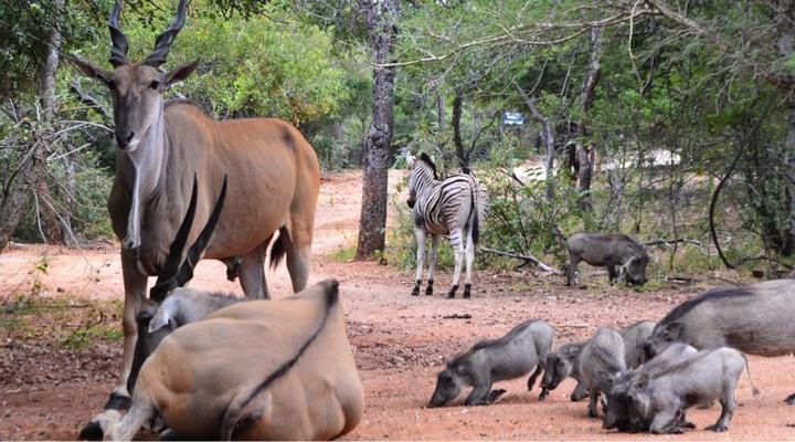 Paulandi - Leeupoort