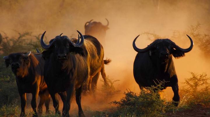 Buffelsvlei Game Lodge