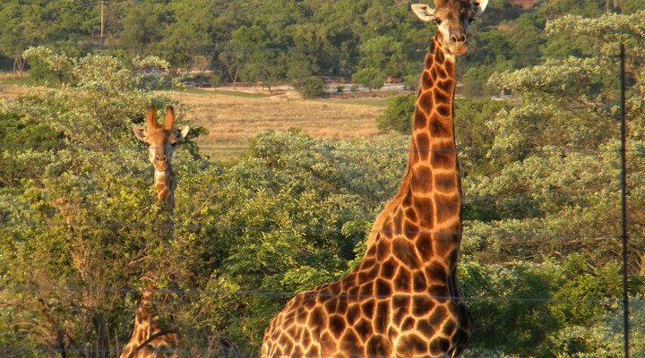 Five Pebbles on Piece of Africa