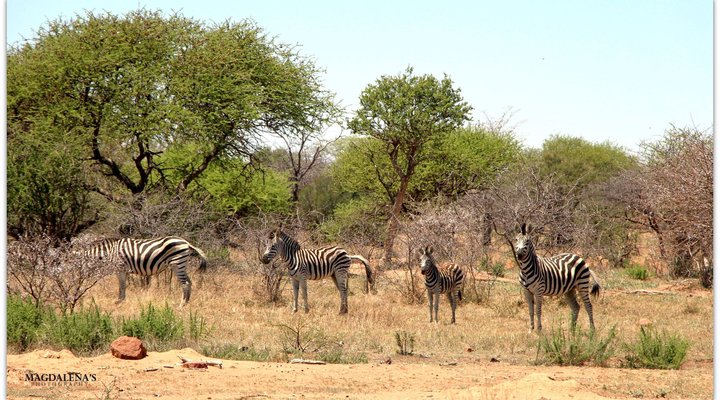 De Kleine Serengeti Game Lodge