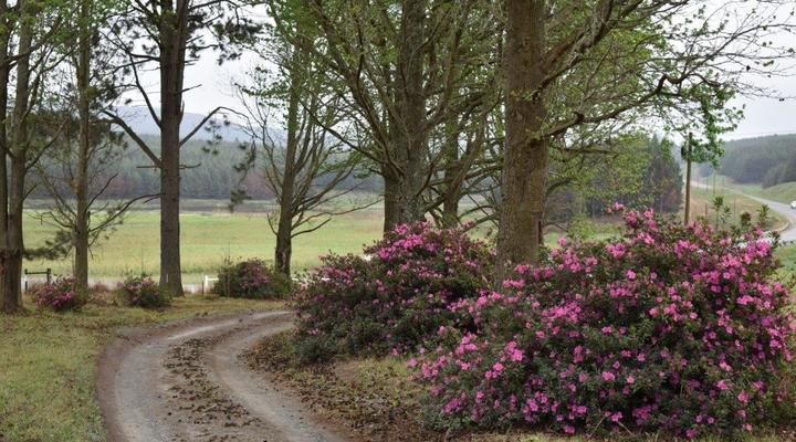Amber Avenue Guest Farm